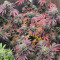 Bakers Delight (DNA Genetics) Cannabis-Samen zu verkaufen