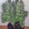 Medical Mass CBD (RQS) Cannabis-Samen zu verkaufen