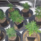 Widow Remedy regular (Barney's Farm) Cannabis-Samen zu verkaufen