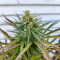 Auto Skywalker Haze Cannabis-Samen Kaufen