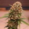 Kaufe Runtz XL Auto Samen feminisiert von Sweet Seeds