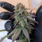 CBD Critical Cure (Barney's Farm) Cannabis-Samen zu verkaufen