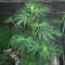 Russian Haze Auto (Flash Seeds) Cannabis-Samen