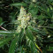 Sour Diesel feminisierte Samen (Barney’s Farm)
