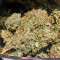 Blue Gelato 41 feminisierte Samen