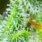 Brain's Escape (K.C. Brains Seeds) Cannabis-Samen