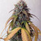Buddha Magnum Auto (Buddha Seeds) Cannabis-Samen