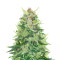 CBD Lemon Auto Samen feminisiert (Herbies Seeds)