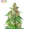 Fast Finish Bundle #2: 3x3 seeds (Mixed)