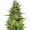 GG#4 Original Glue (Blackskull Seeds) Cannabis-Samen