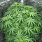 Gorilla Ice Cream (Expert Seeds) Cannabis-Samen