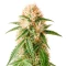 Green Monster Auto (Zambeza Seeds) Cannabis-Samen