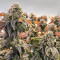 Holy Grail Kush (DNA Genetics) Cannabis-Samen