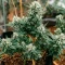 Mi 6 Auto (Flash Seeds) Cannabis-Samen