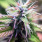 Monkey GG#4 Original Glue (Growers Choice) Cannabis-Samen