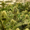 Monster Bruce Banner Auto feminisierte Samen (Monster Genetics)