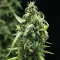 NYC Sour D Auto (Tyson S) (Royal Queen Seeds)