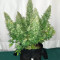 Original Auto Sour Diesel (Fast Buds) Cannabis-Samen