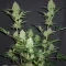 Princess Haze feminisierte Samen (Brothers Grimm Seeds)