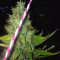 Purple Haze (G13 Labs) Cannabis-Samen