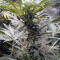 Three Blue Kings (Humboldt Seeds Organization) Cannabis-Samen