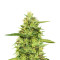 Top 44 (Kera Seeds) Cannabis-Samen