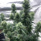 Tropicana Cookies Auto feminisierte Samen (Fast Buds)