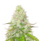 Quick One Auto (RQS) Cannabis-Samen
