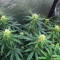 Northern Lights 10 of 10 feminisierte Samen (Seedkeepers)