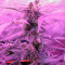 Green-O-Matic Auto (GHS) Cannabis-Samen