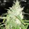 Amnesia (Seedstockers) Cannabis-Samen