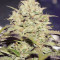 Auto Do-Si-Dos Cookies (00 Seeds) Cannabis-Samen