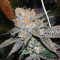 Brain Cake (Ripper Seeds) Cannabis-Samen