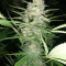 Chemdawg (Humboldt Seeds Organization) Cannabis-Samen