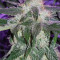 Girl Scout Cookies (BlimBurn Seeds) Cannabis-Samen
