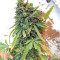 Hindu Kush (Sensi Seeds) Cannabis-Samen