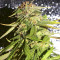 LA Confidential (DNA Genetics) Cannabis-Samen