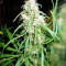 Malawi Breeders Pack regular (Ace Seeds) Cannabis-Samen