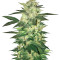 Master Kush (White Label) Cannabis-Samen