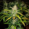 Mexican Sativa (Sensi Seeds) Cannabis-Samen
