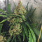 Northern Lights #5 X Haze (Sensi Seeds) Cannabis-Samen