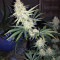 Pennywise regular (TGA Subcool Seeds / SubCool’s The Dank) Cannabis-Samen