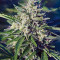 Royal Cookies Automatic (RQS) Cannabis-Samen