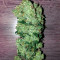 Ruderalis Skunk regular (Sensi Seeds) Cannabis-Samen