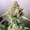 Skunk XL (RQS) Cannabis-Samen