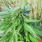 Super Skunk Autoflower (Seedstockers) Cannabis-Samen