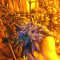 Tikal (Ace Seeds) Cannabis-Samen
