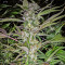 U - Pink Kush (Dr. Underground) Cannabis-Samen