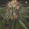 Velvet Octane (Humboldt Seeds Organization) Cannabis-Samen