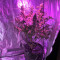 Violeta (Ace Seeds) Cannabis-Samen